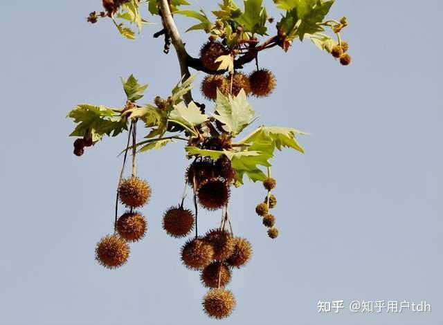 常见的10种行道树盘点 - 知乎