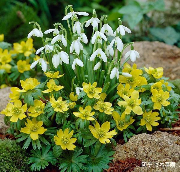 分不清雪滴花和雪片莲 反正都很可爱就对了 知乎