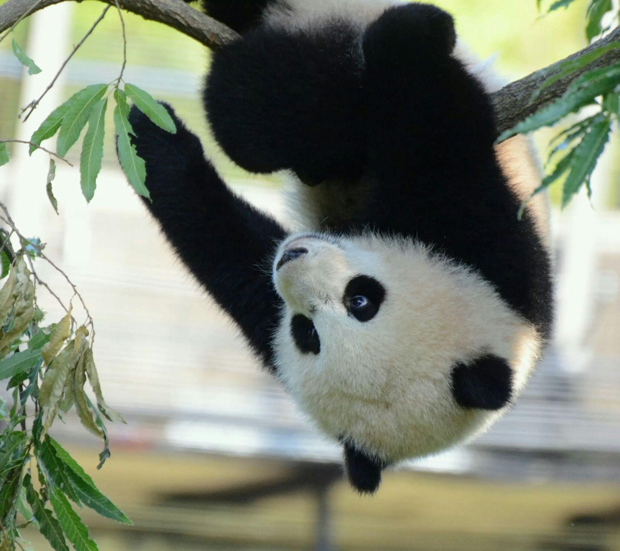 两只可爱大熊猫吃竹子桌面壁纸 -桌面天下（Desktx.com）