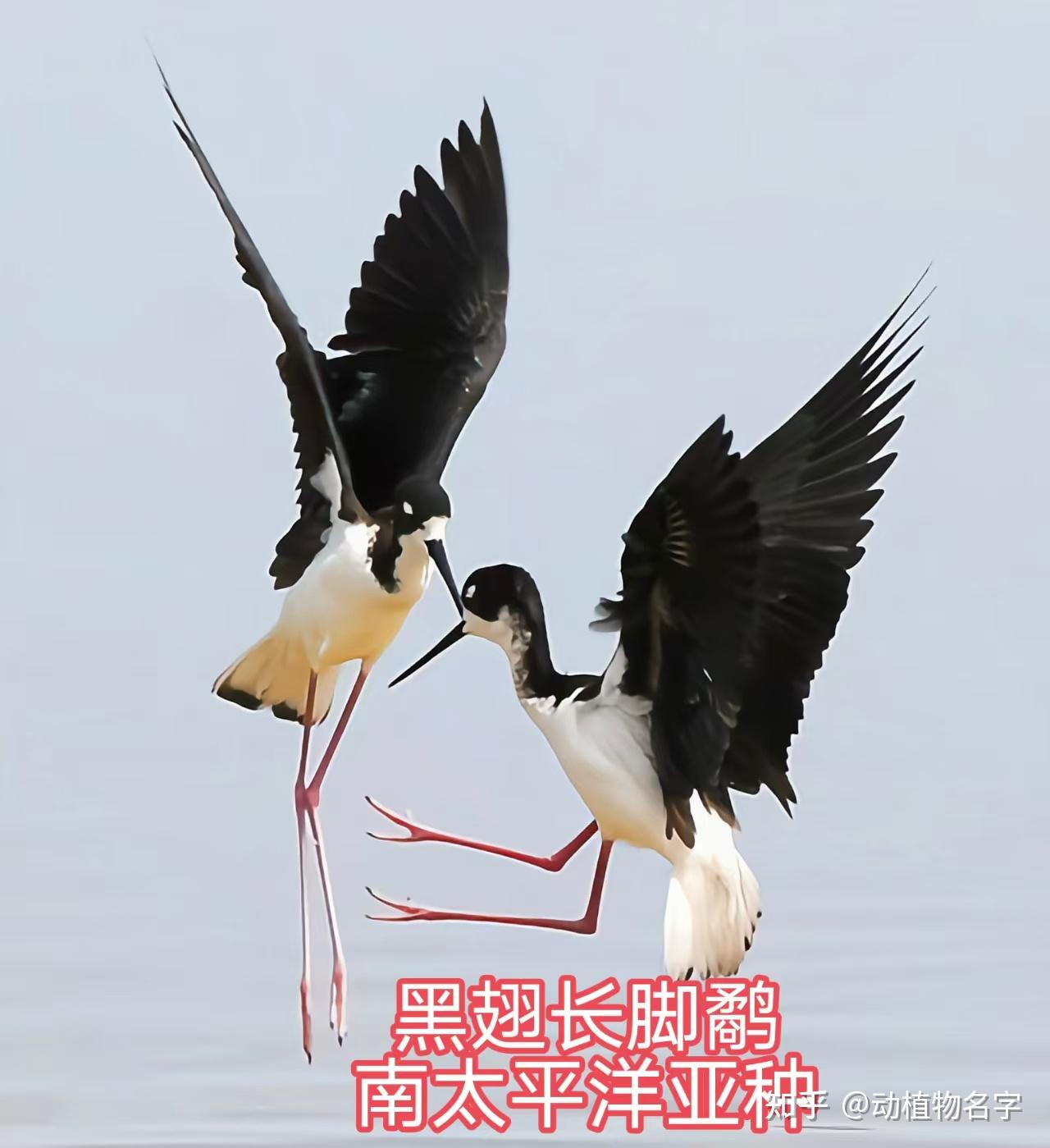 100图带您了解各种各样的鹬 - 知乎