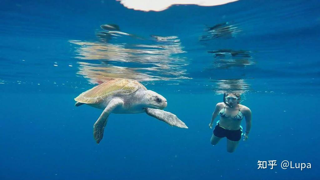 龟类简介(海龟篇) - 知乎