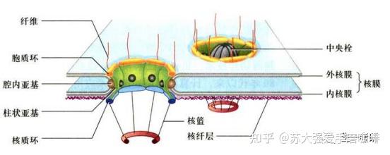 细胞生物学思维导图-核被膜,核仁和核糖体 知乎