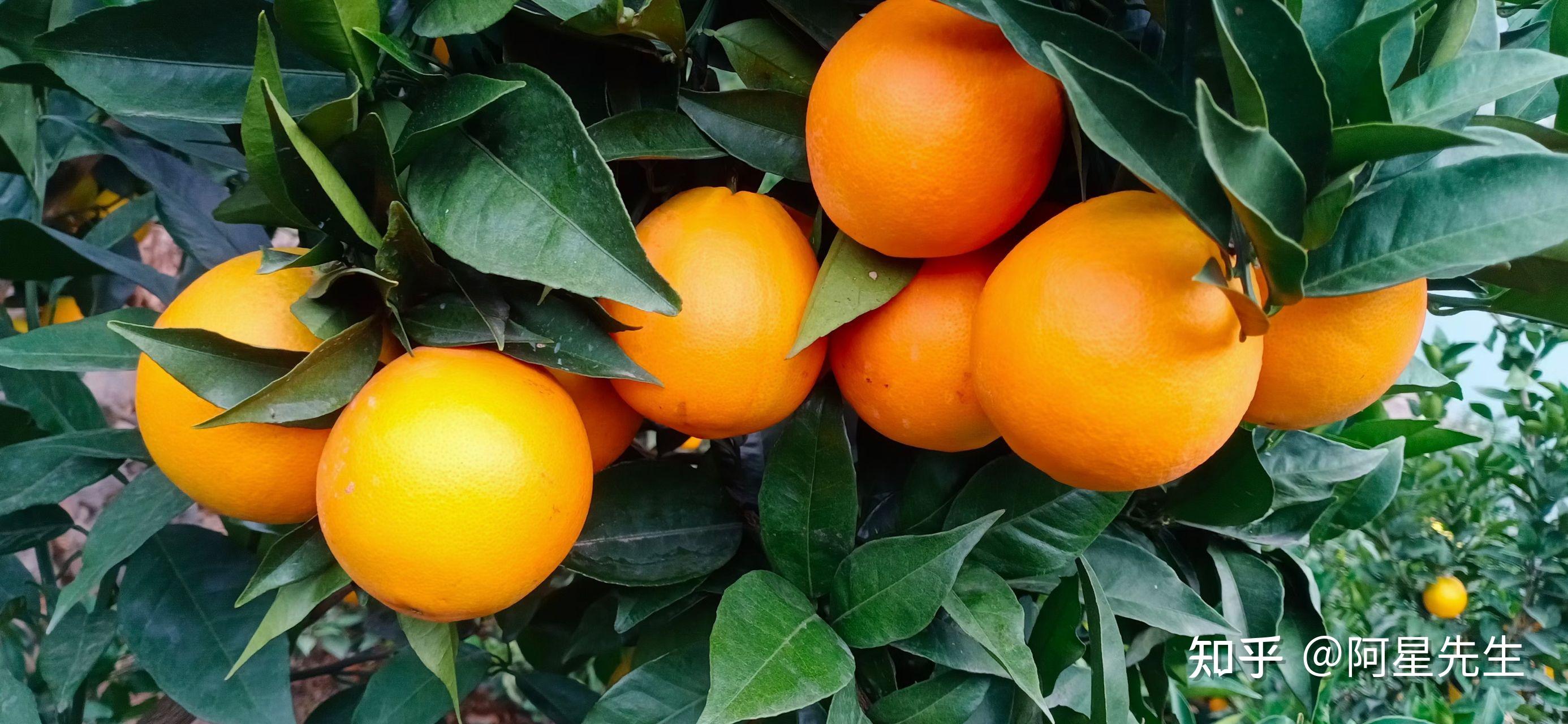 雷波脐橙 - 知乎