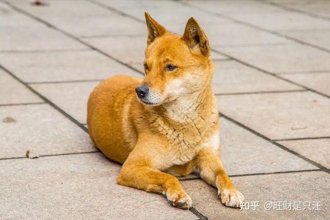 中華田園犬