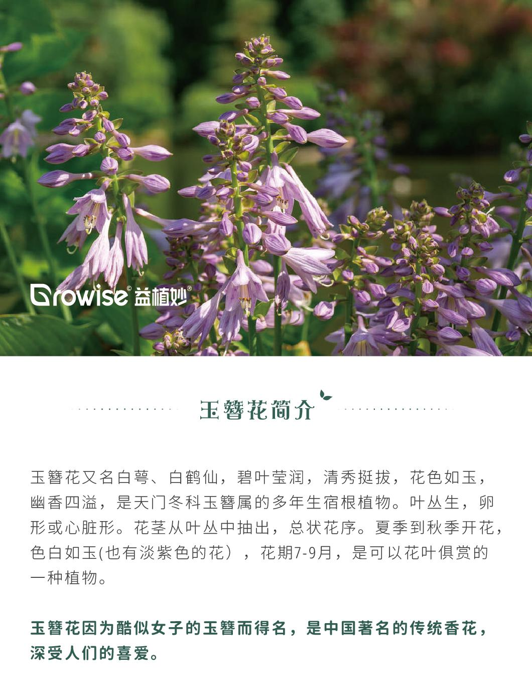 夏天如何养好 花叶俱赏 的玉簪