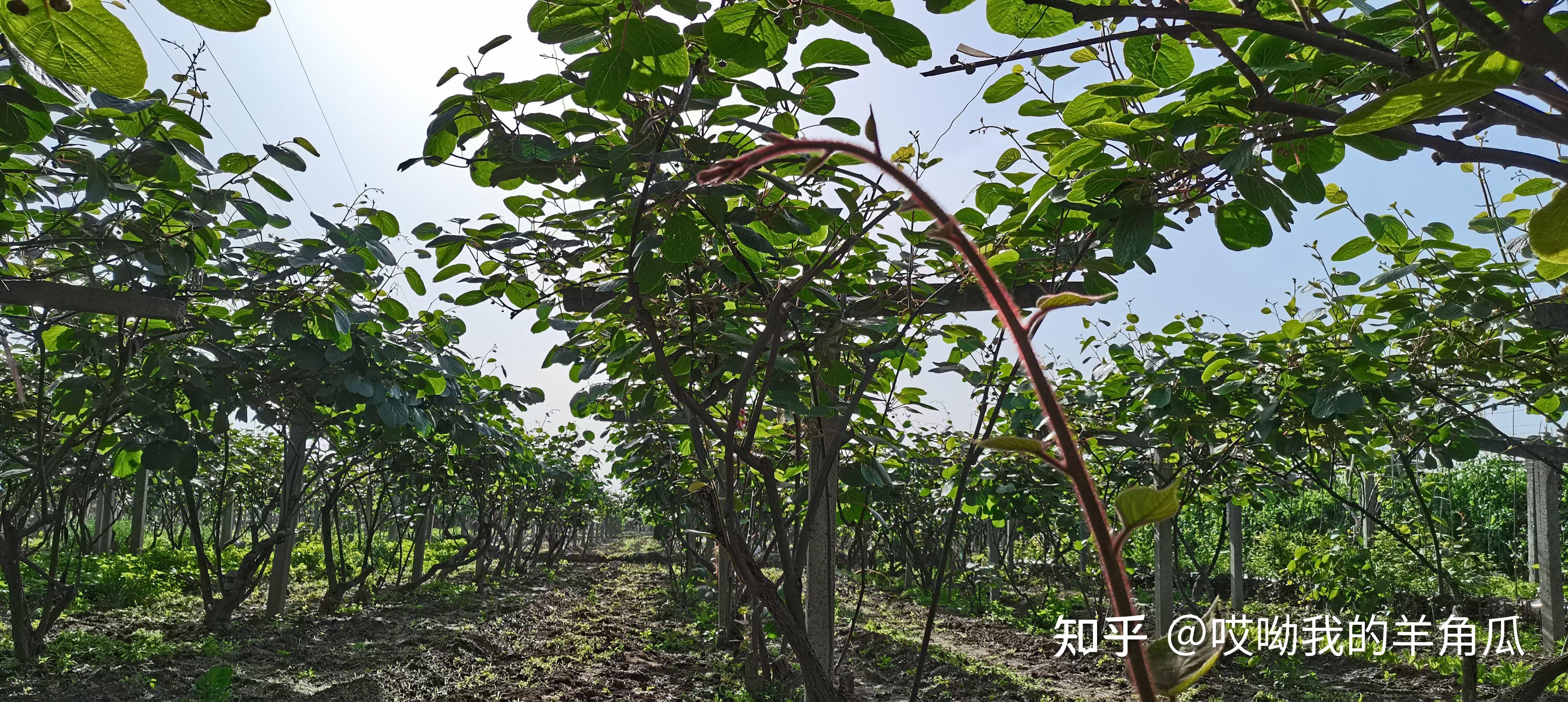 我家里羊角蜜下市了准备销售猕猴桃来捧场吧