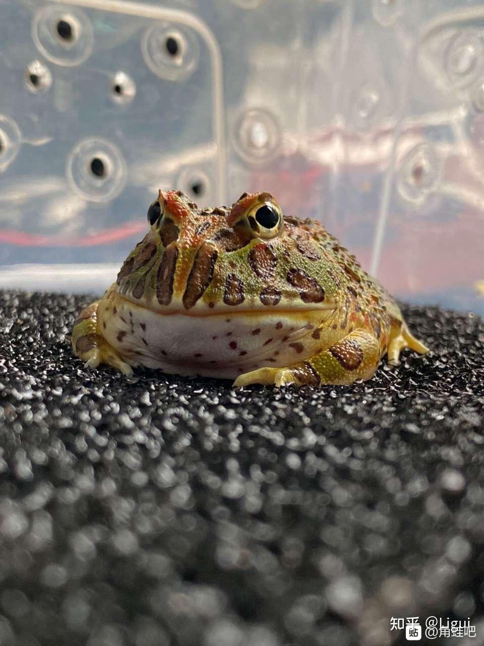 角蛙饲养二之环境布置