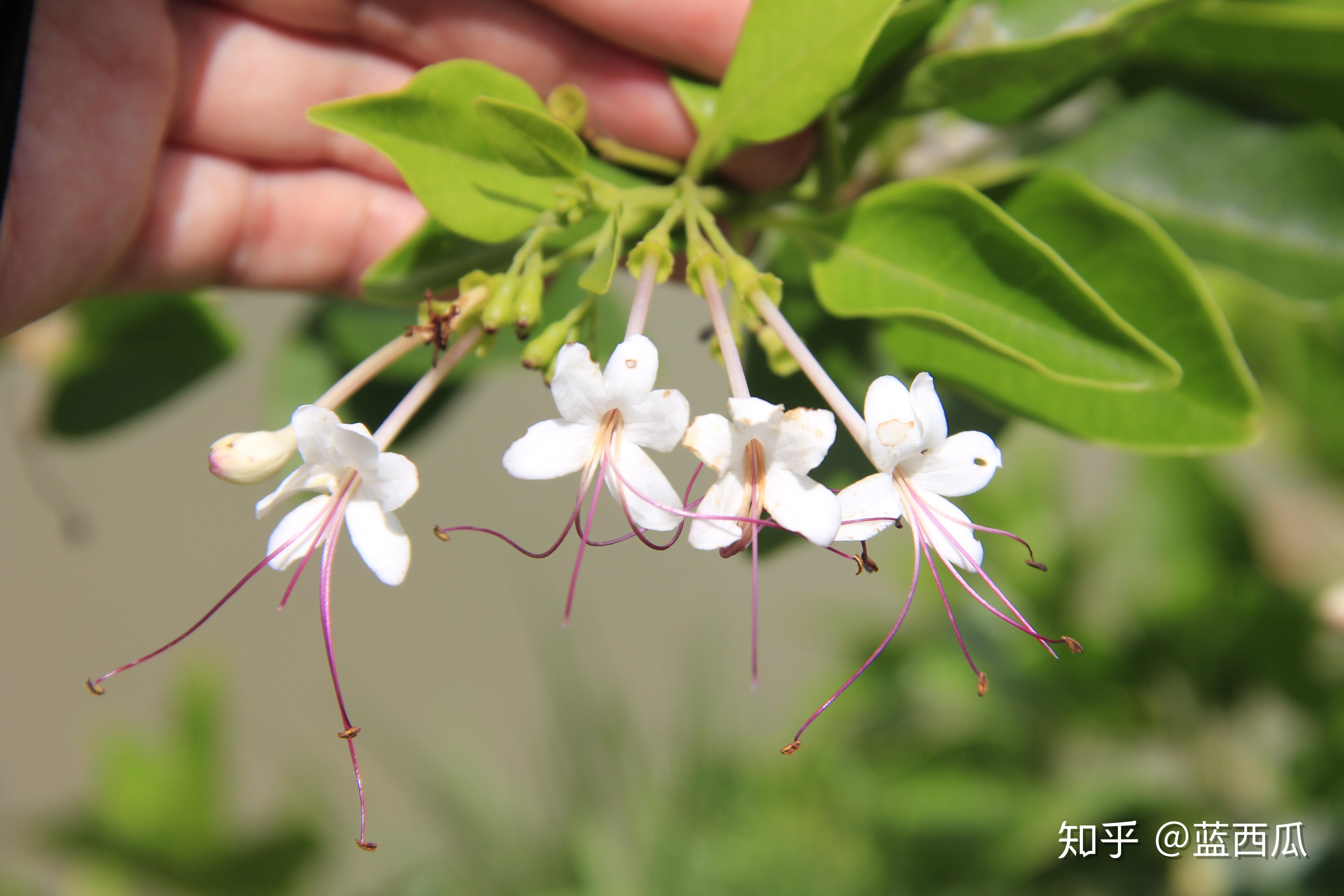 半红树植物唇形科