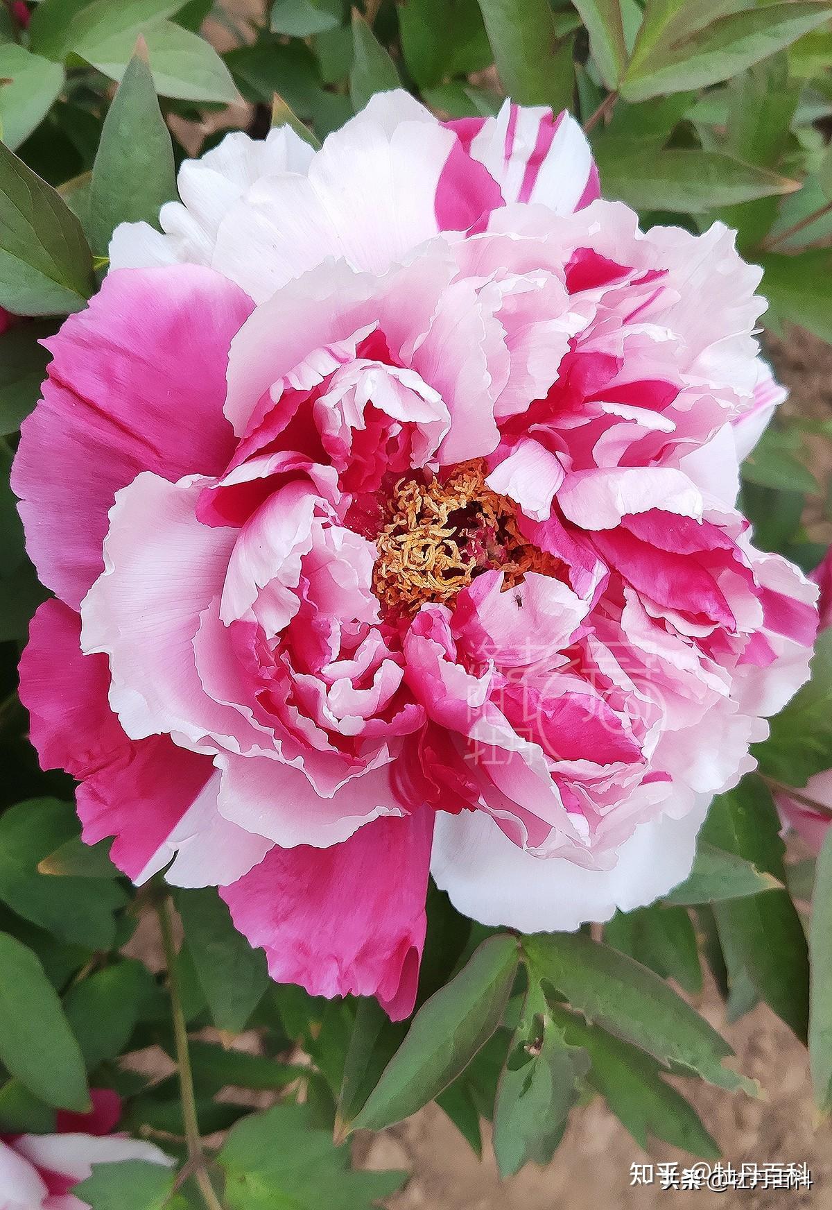 "一朵花开,两种精彩"的复色牡丹 - 知乎