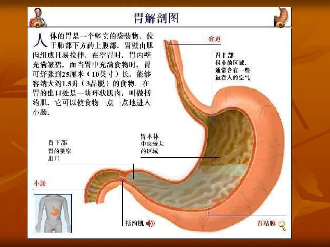 局部解剖学 腹部 - 知乎