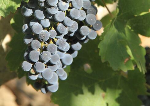 蛇龙珠:中国自己的酿酒葡萄品种 - 知乎