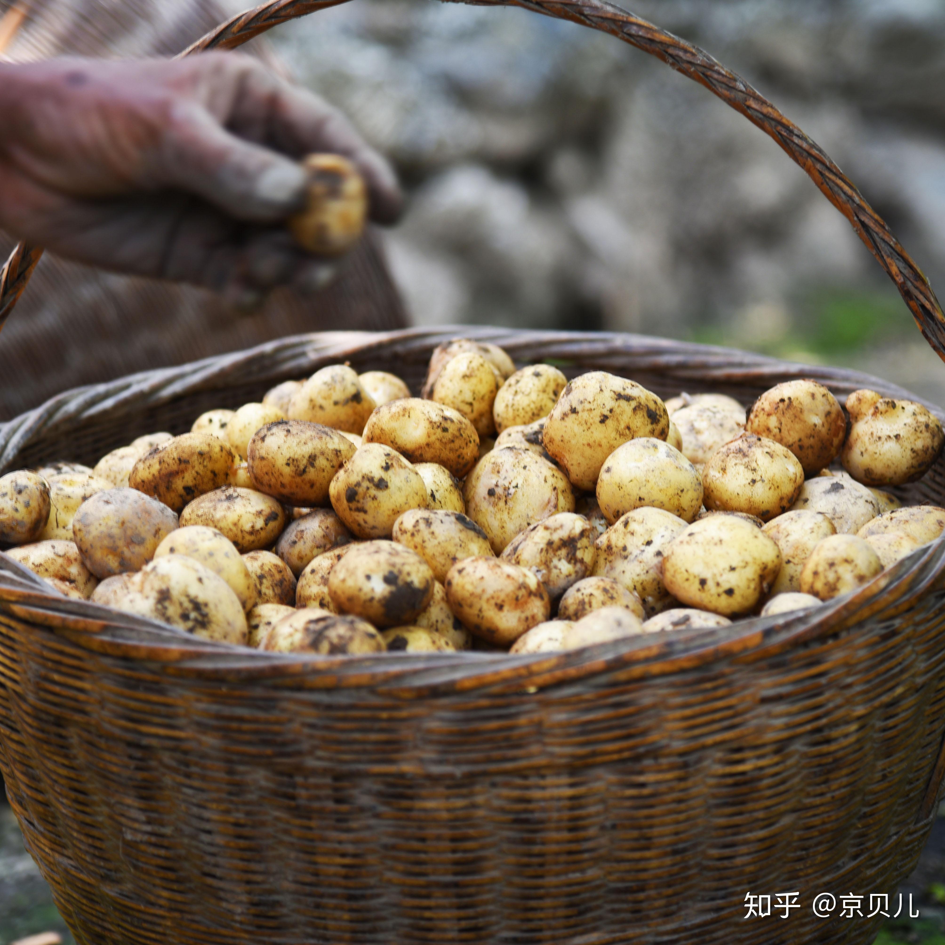 走进湖北省恩施州巴东县与富硒小土豆相遇吧