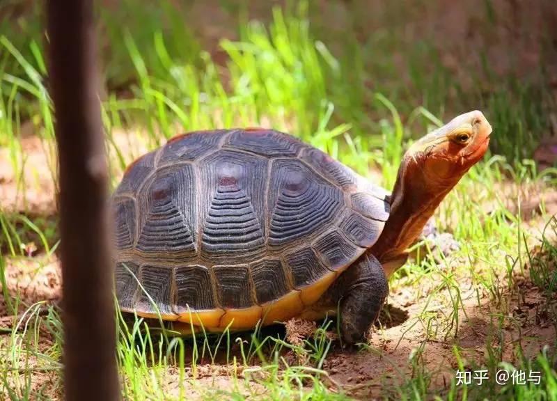 龟类品种大全 - 知乎