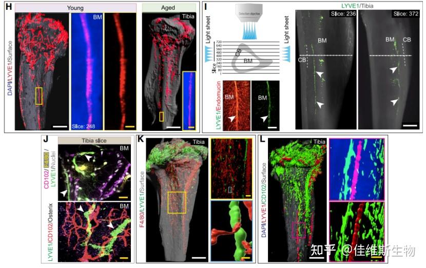 《cell》: 组织光透明成像首次揭示小鼠骨组织中淋巴系统三维结构 - 知乎