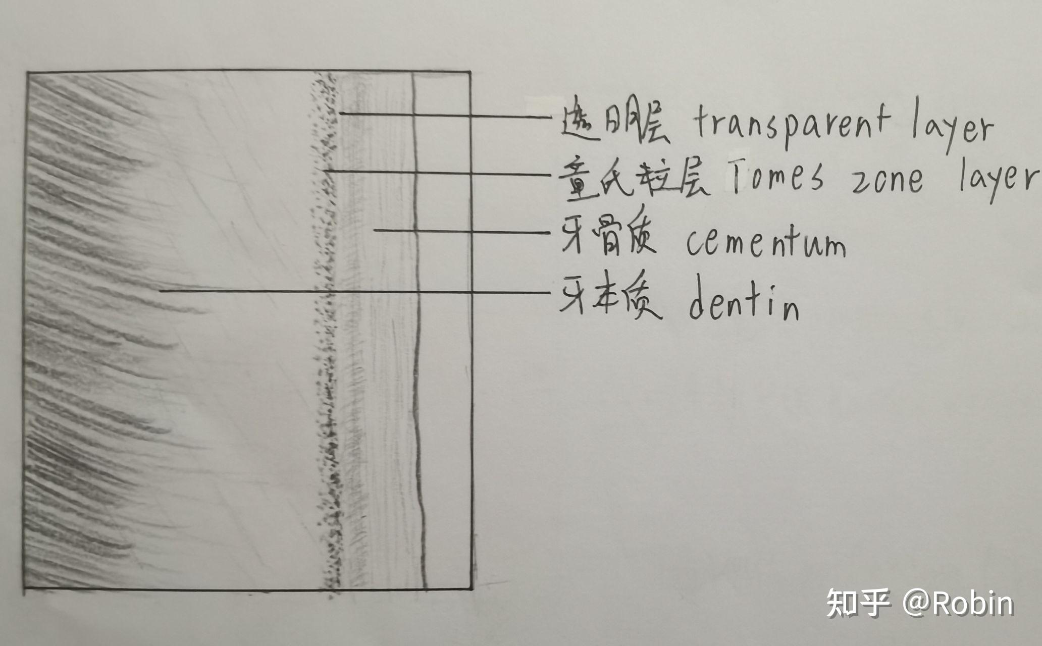 牙体组织纵断磨片绘图图片