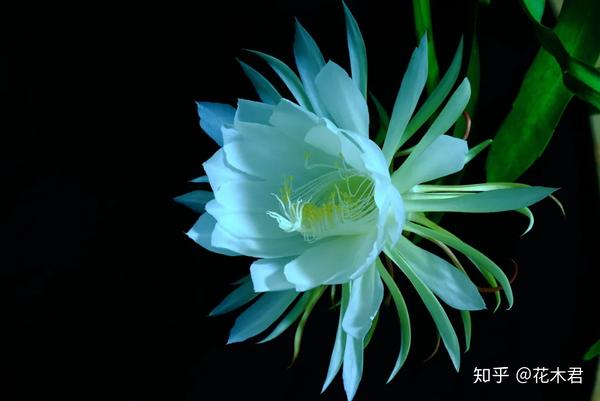 植物科普|有的花卉为何晚上开花？常见的有哪些花？ - 知乎