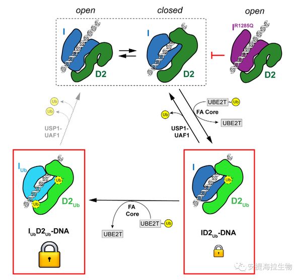 FANCI和FANCD2不同的泛素化功能使ID2-DNA稳定结合 - 知乎