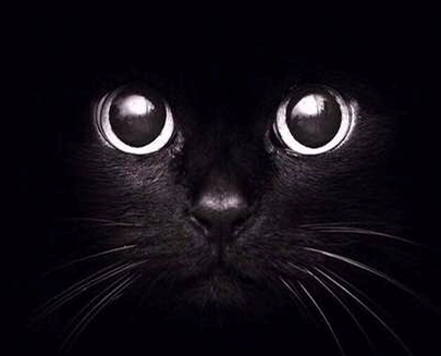 黑猫只在国内不受待见 在美国 有约13 的人曾表示不会收养它们 知乎