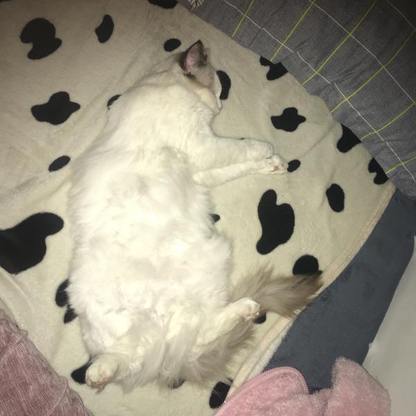 冬天被子里长出猫是怎样的体验?