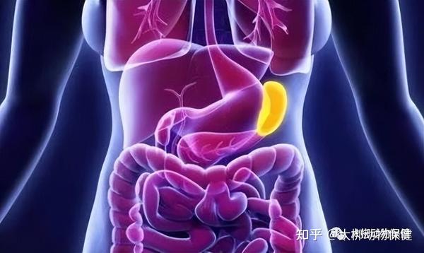 第三章:脏腑之生理病理(3)——脾与胃 - 知乎