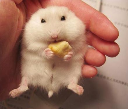 大白课连载2动物吃货我说仓鼠最会吃你信吗