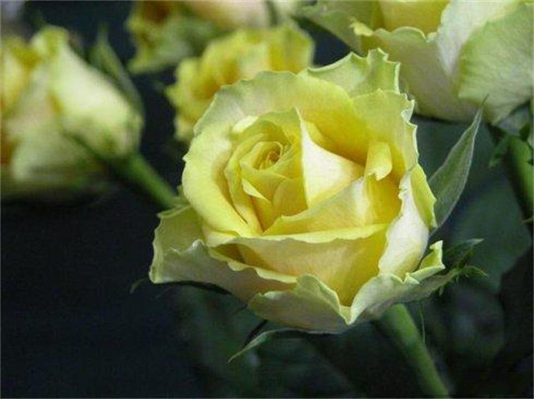 洛丽玛丝玫瑰花语图片