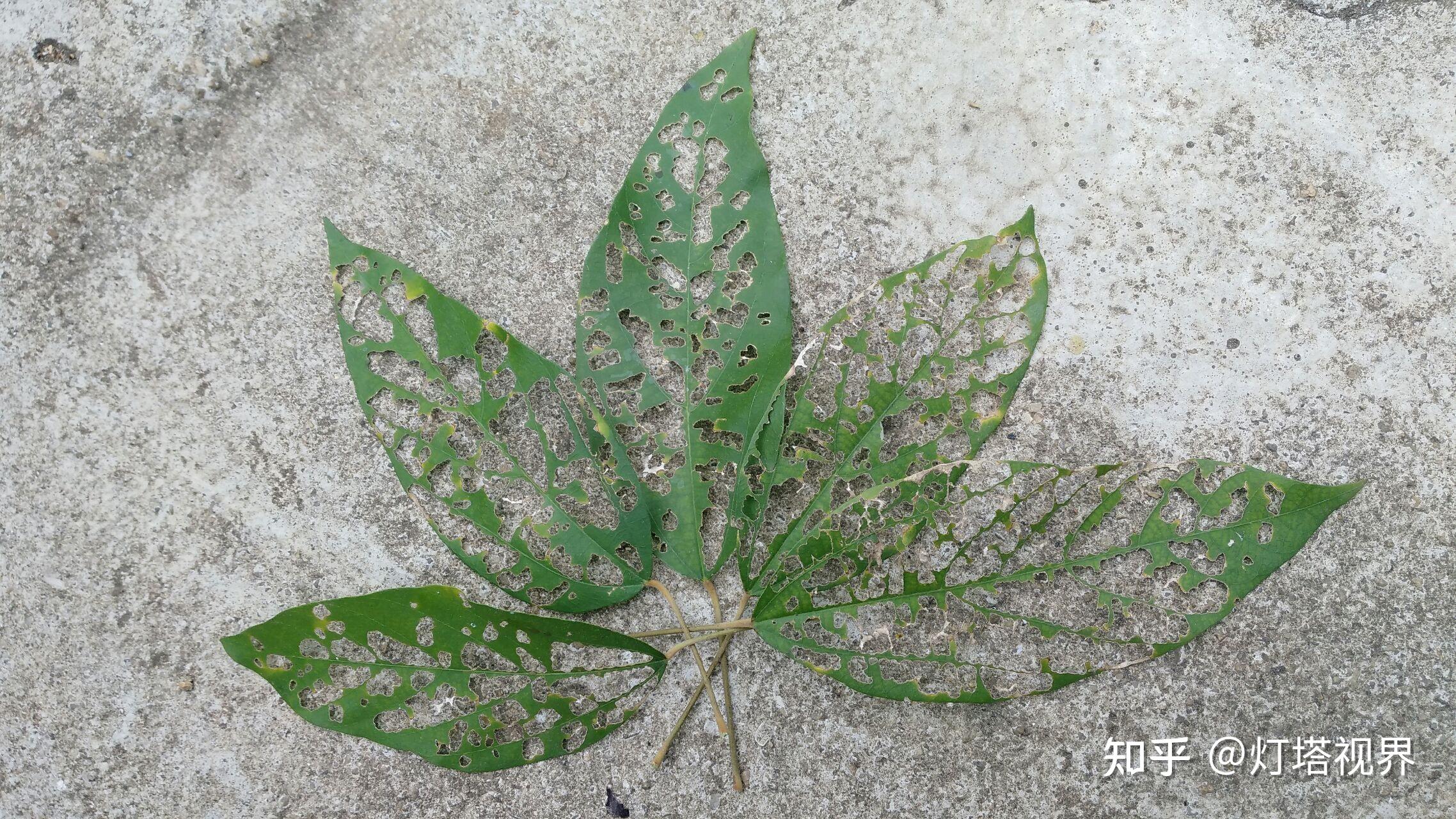 被虫子咬过的树叶