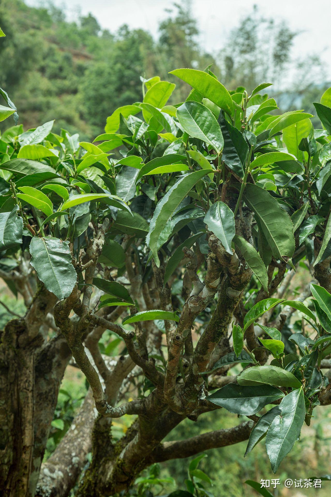 茶树与环境的关系 