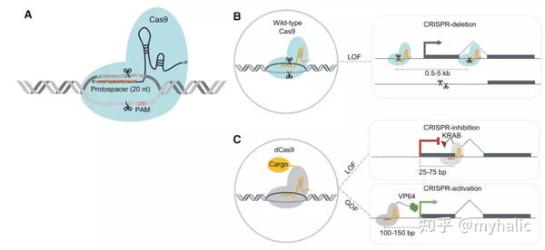 lncRNA CRISPR文库筛选技术 - 知乎