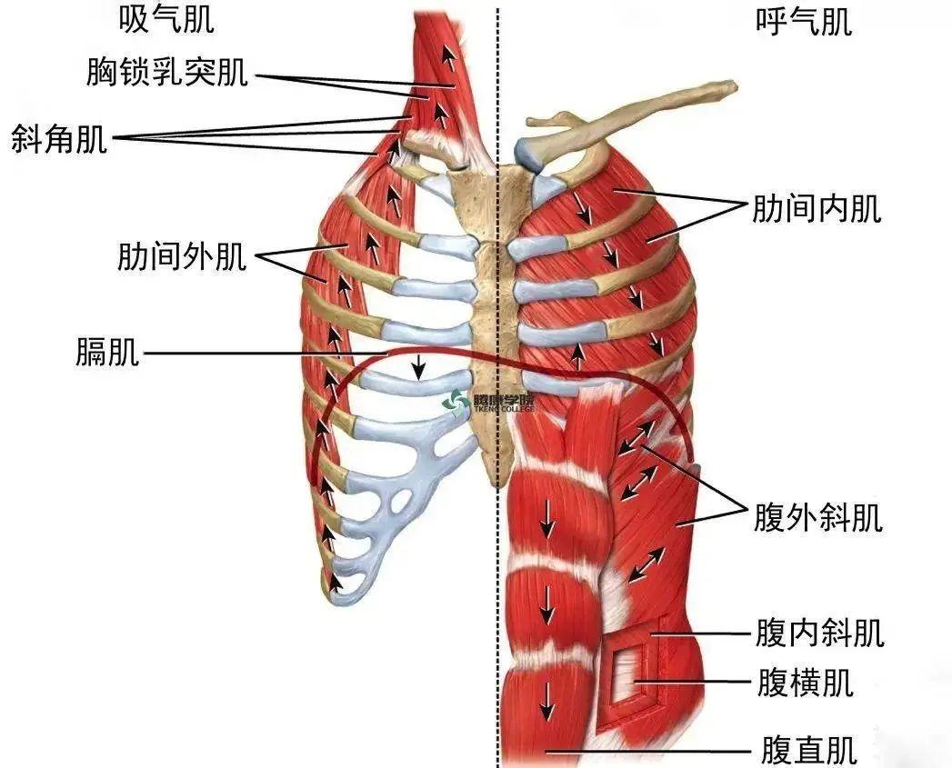 膈肌运动示意图视频图片