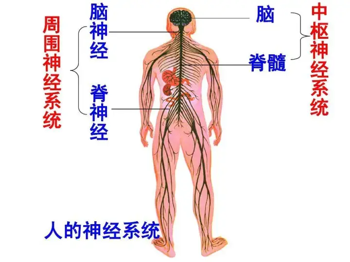 大脑皮层和脑膜什么关系?人的神经系统有哪些?