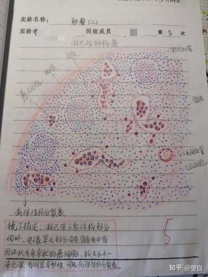 淀粉粒形态图手绘图片