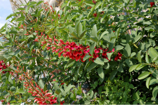 国花知多少南北美洲篇