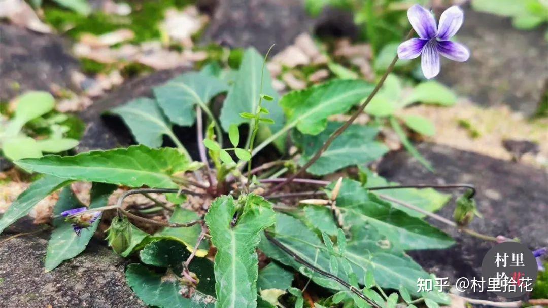 干货贴聊聊堇菜属那一百多种里面常见的几个种类