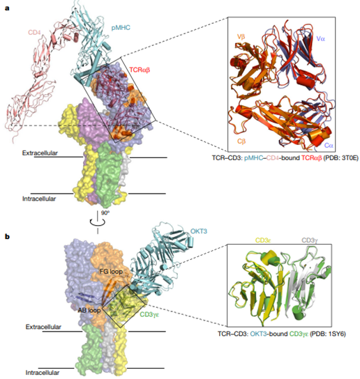Nature (IF=48.5) ׀人TCR-CD3复合物组装的结构基础 - 知乎