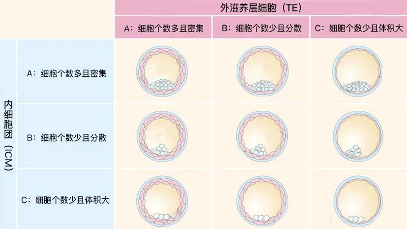 8分鐘帶你瞭解關於囊胚等級的一切