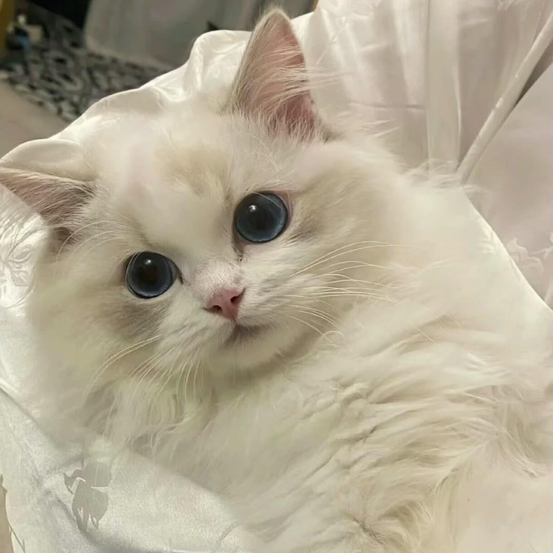 头像| 小动物可爱头像 - 知乎