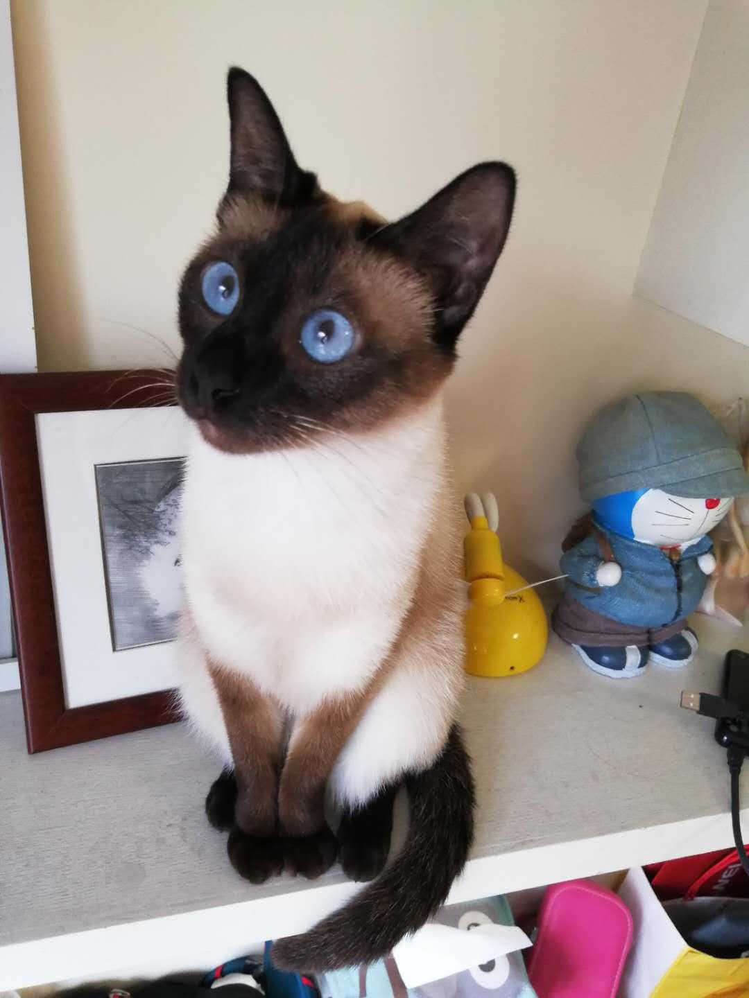 猫为什么特别喜欢躺腿上 v2-47fad77656f2364f80d1d45d33f2c2b7_r.jpg