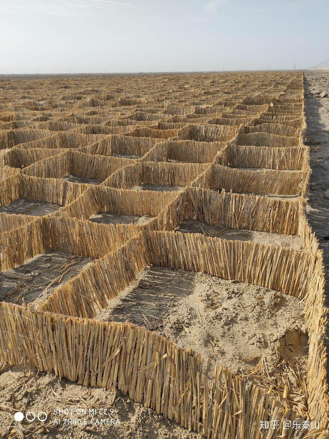 固沙方格有哪些