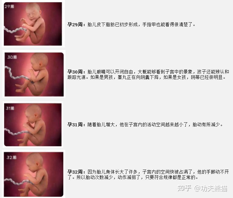 孕周怎么计算?预产期如何计算?孕周胎儿发育情况?