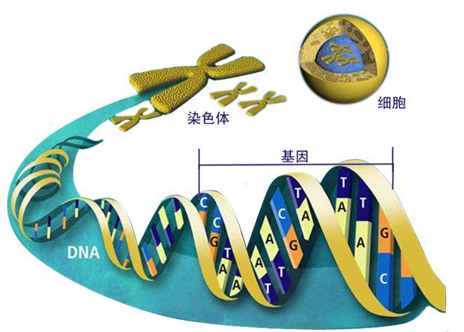 基因的定义到底是什么? - 知乎