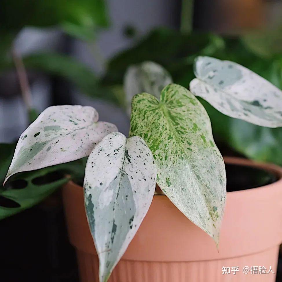 搞定 蔓绿绒 - 知乎