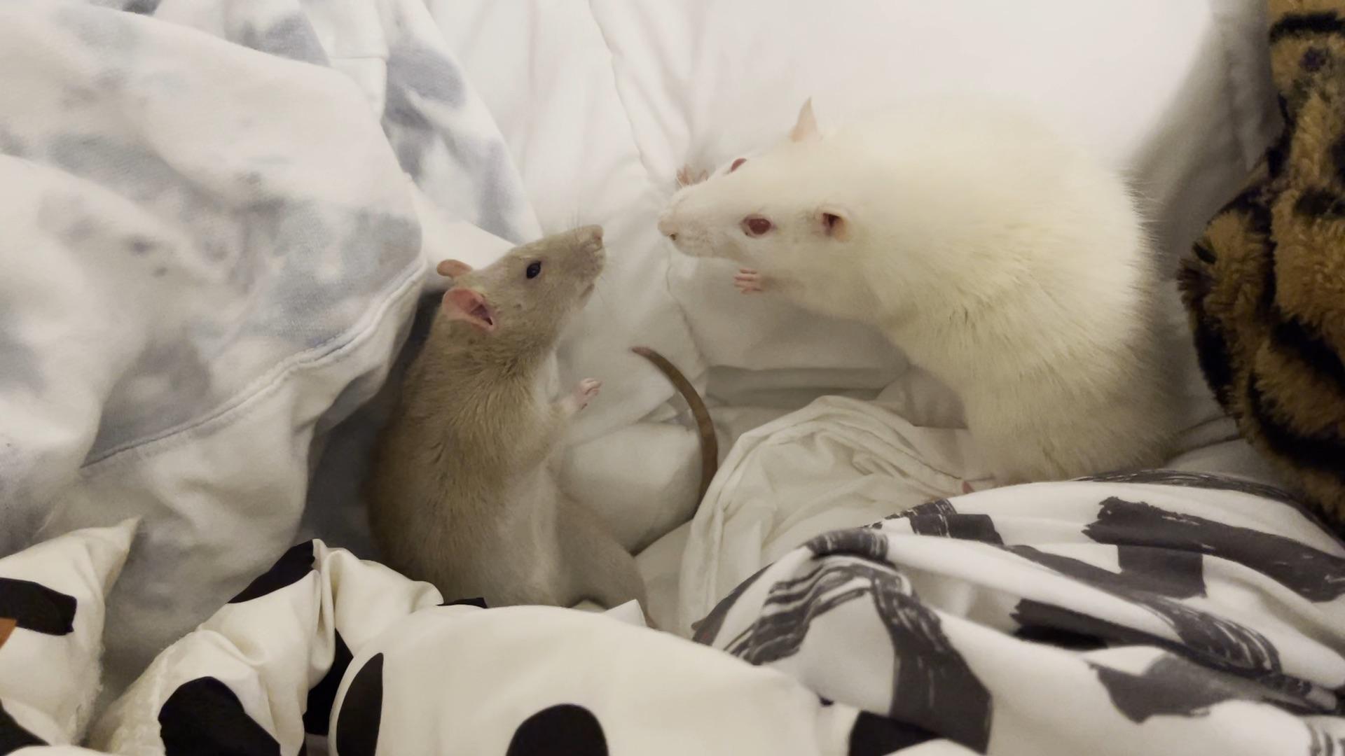 有人养过老鼠吗 不是宠物鼠的那种 知乎