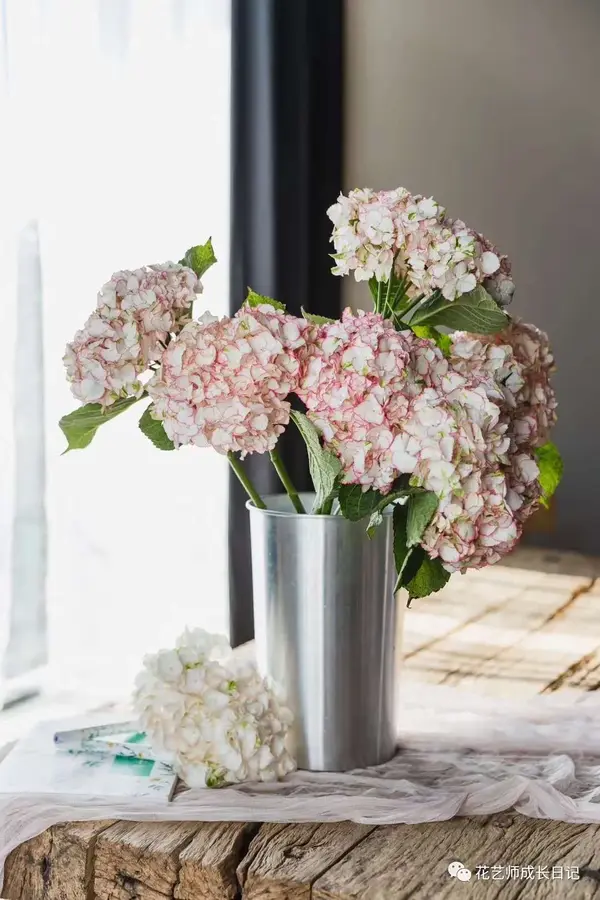 绣球季如舞者一般奔放自然的弗拉明戈绣球