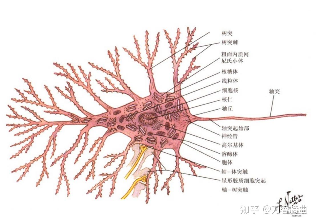 组成包括:周围神经系统由神经纤维和中枢神经系统外的神经元胞体组成