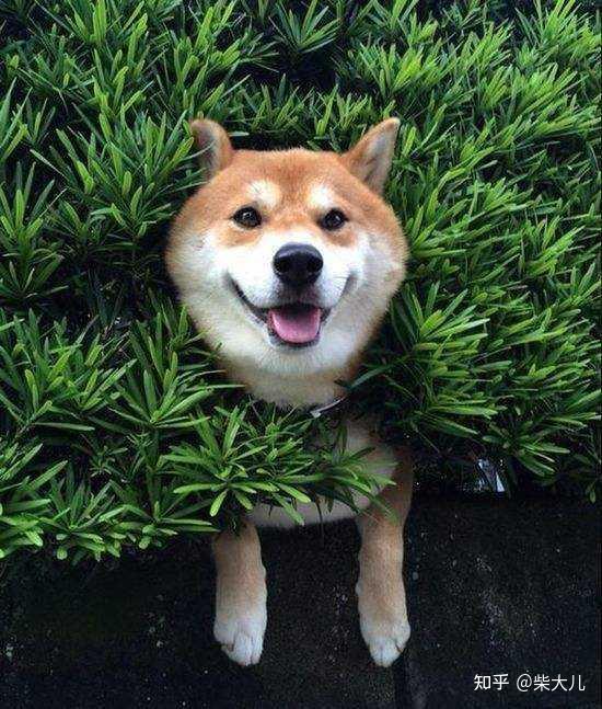 柴犬的白手套有什么讲究白手套竟然也是判断品相的一个标准