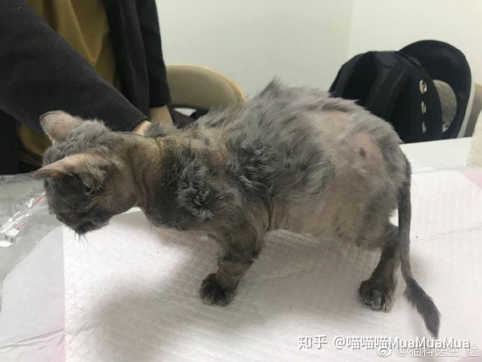 猫传腹照片图片