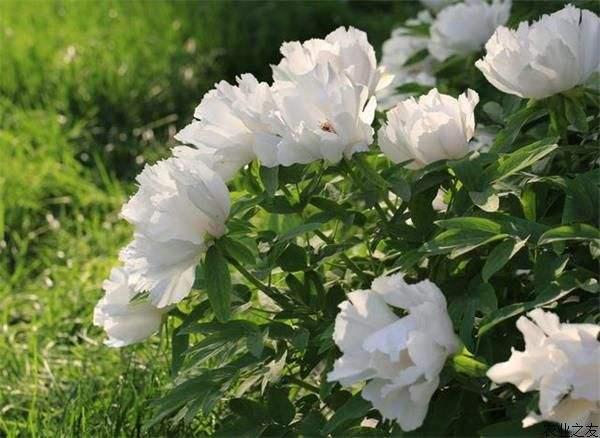 花后芍药 白芍是如何入药的 知乎 花后芍药 白芍是如何入药的 知乎
