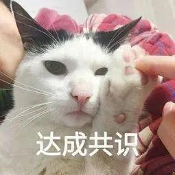 90 的常见花卉都会令猫中毒 剁手买花前 先看看这篇 知乎