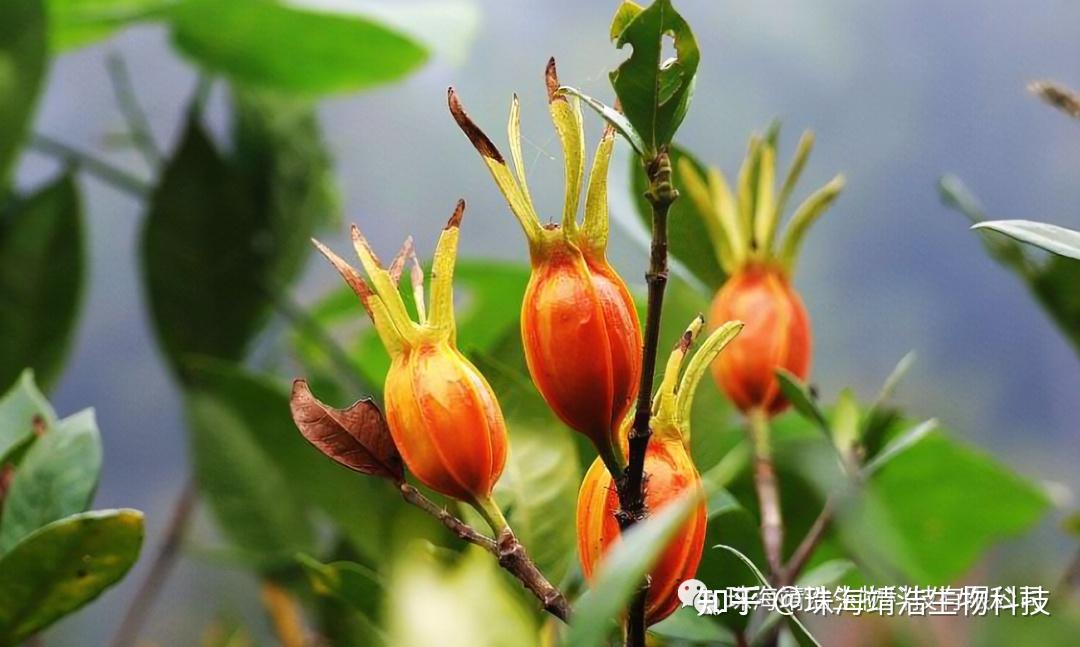 不仅能染色,还能泡茶,纯天然的食品染色剂——黄栀子 - 知乎